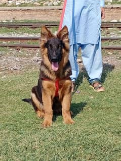 German shepherd long coat Male for sale 0