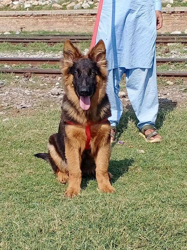 German shepherd long coat Male for sale 0