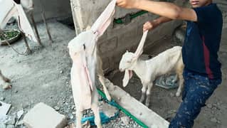 goat for sale