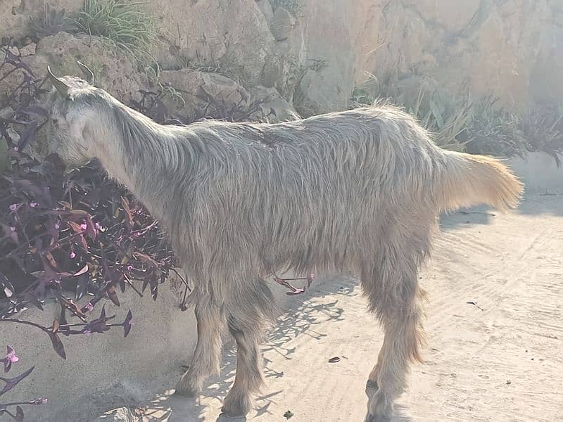 kashmir bakra for sale 35k final h tang na kry 2