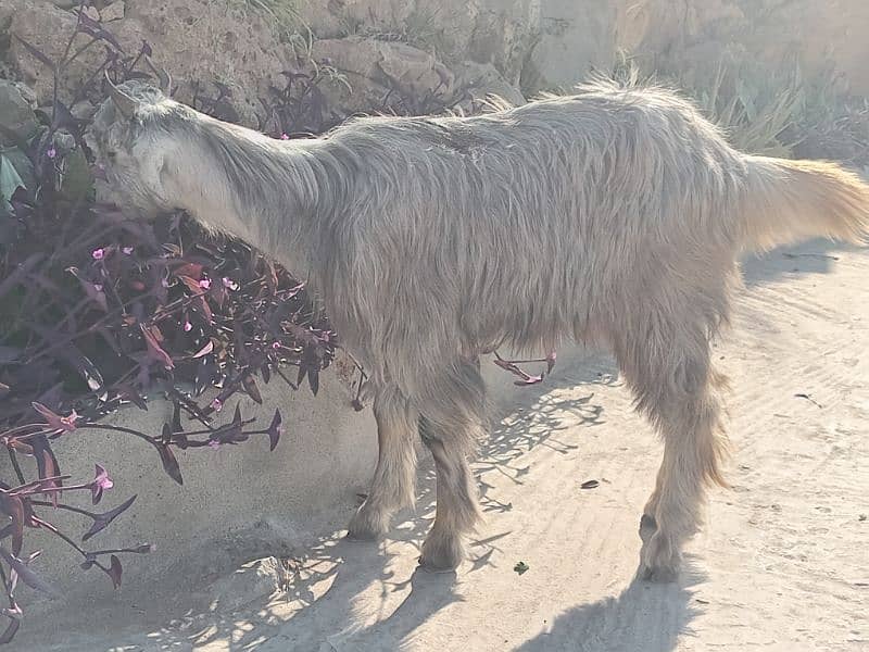 kashmir bakra for sale 35k final h tang na kry 3