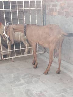 desi nagari bakri for sale/0300/75/57/610