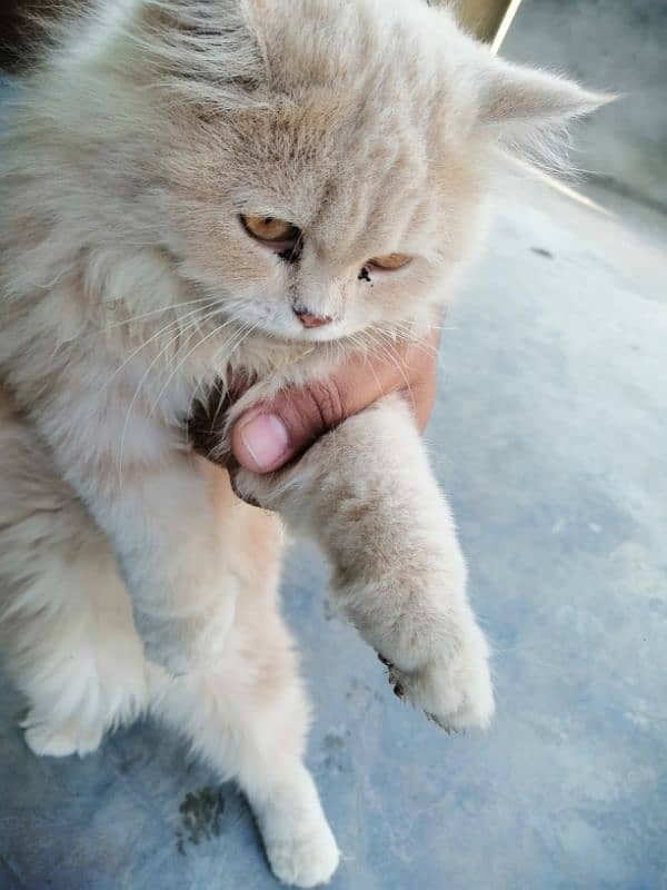 persian cat urgent sale 0