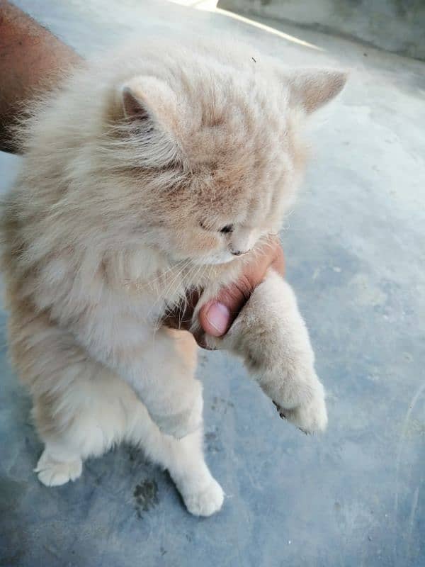 persian cat urgent sale 1