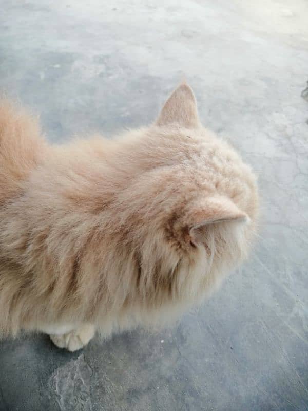 persian cat urgent sale 2