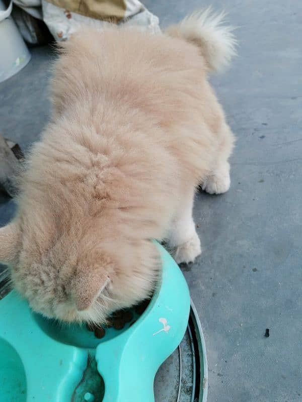 persian cat urgent sale 3