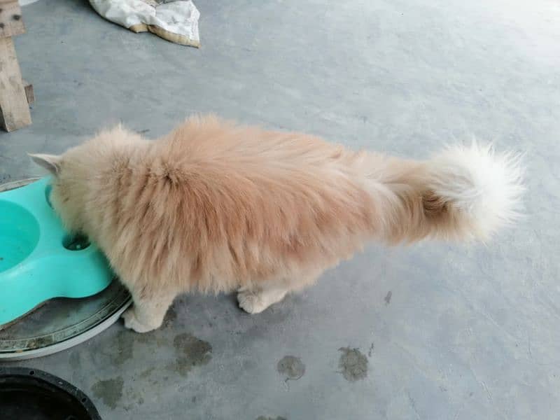 persian cat urgent sale 4