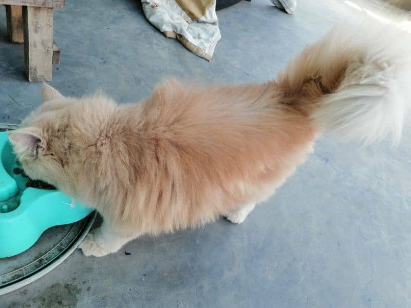 persian cat urgent sale 5