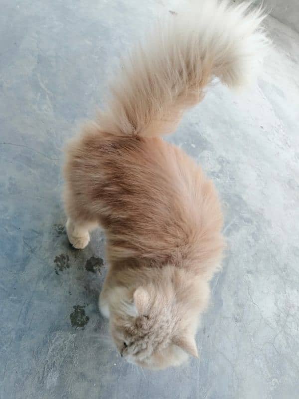 persian cat urgent sale 6