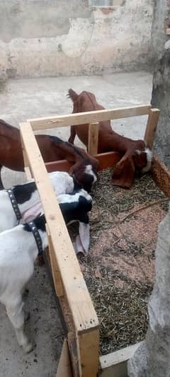 2 ghaban goats 4 baby for sale