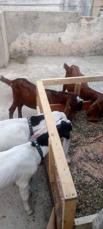 2 ghaban goats 4 baby for sale 1