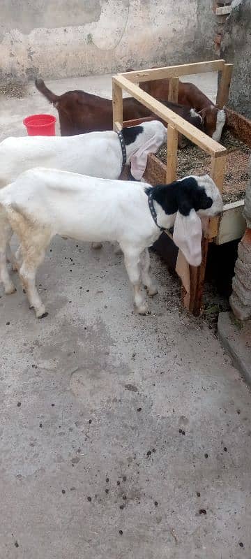 2 ghaban goats 4 baby for sale 2