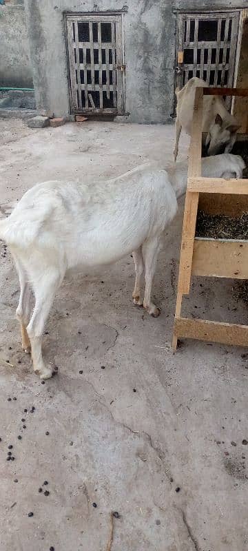 2 ghaban goats 4 baby for sale 3