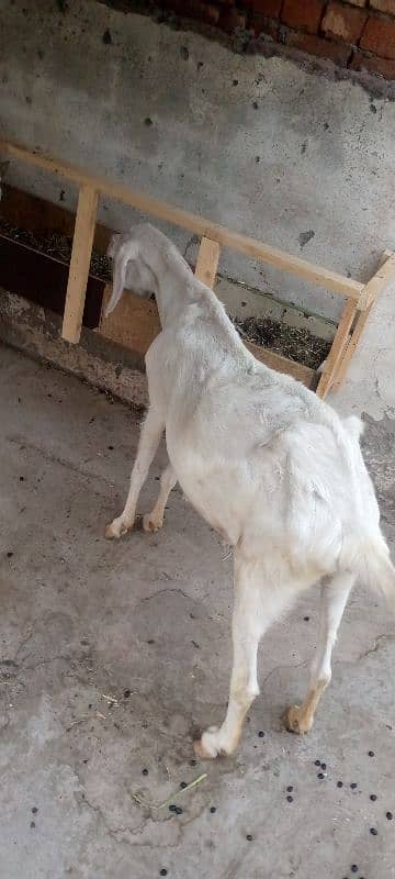 2 ghaban goats 4 baby for sale 4