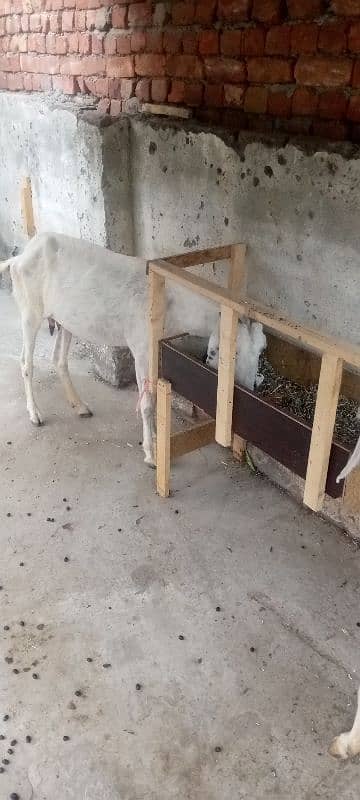 2 ghaban goats 4 baby for sale 5