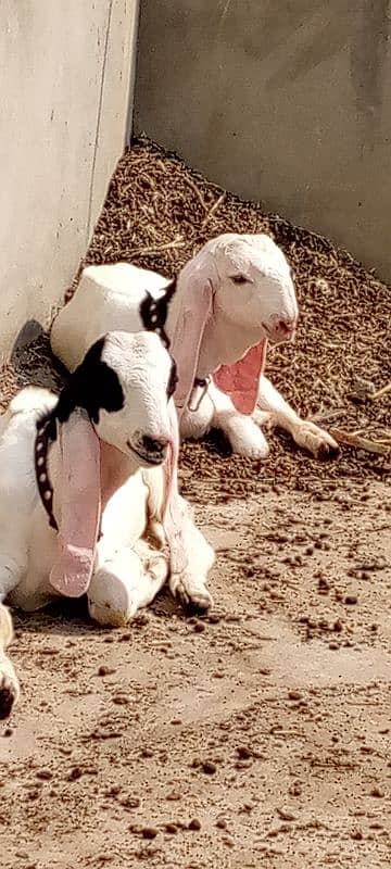 2 ghaban goats 4 baby for sale 7