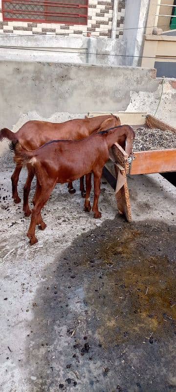 2 ghaban goats 4 baby for sale 8