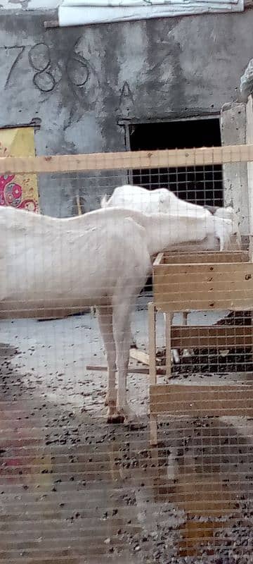 2 ghaban goats 4 baby for sale 9