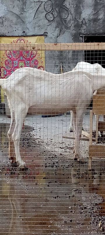 2 ghaban goats 4 baby for sale 10