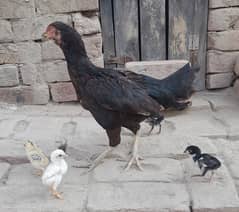 High Quality Black Hen with Four Chiks