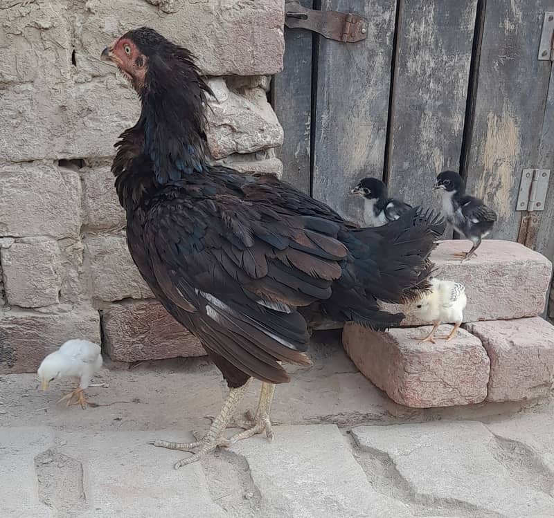 High Quality Black Hen with Four Chiks 2