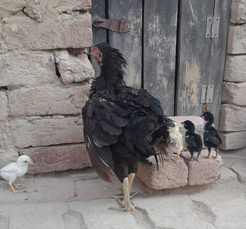 High Quality Black Hen with Four Chiks 3