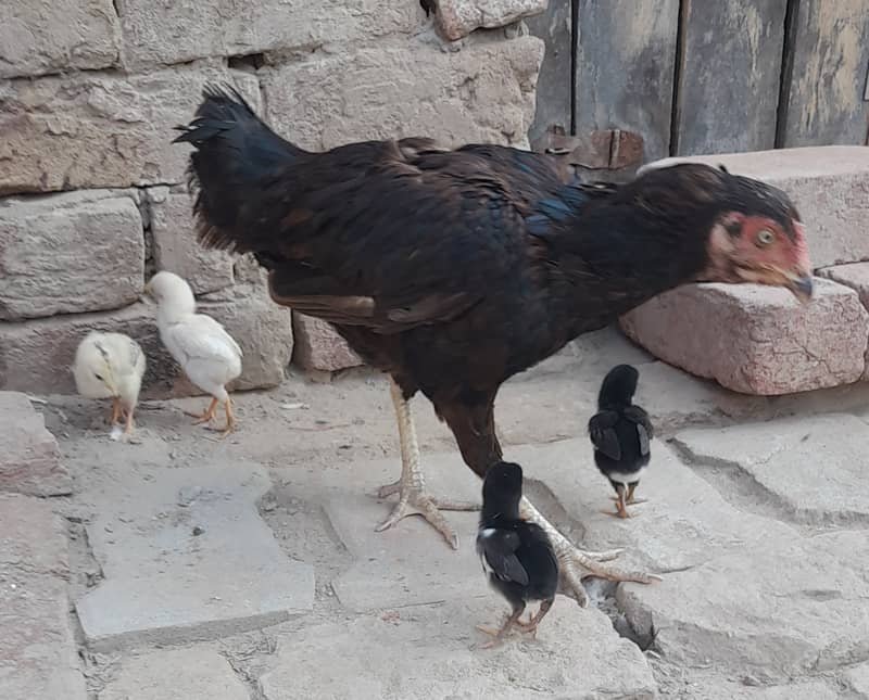 High Quality Black Hen with Four Chiks 4