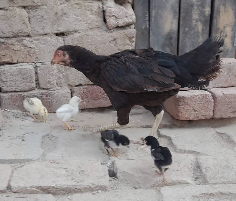 High Quality Black Hen with Four Chiks 5