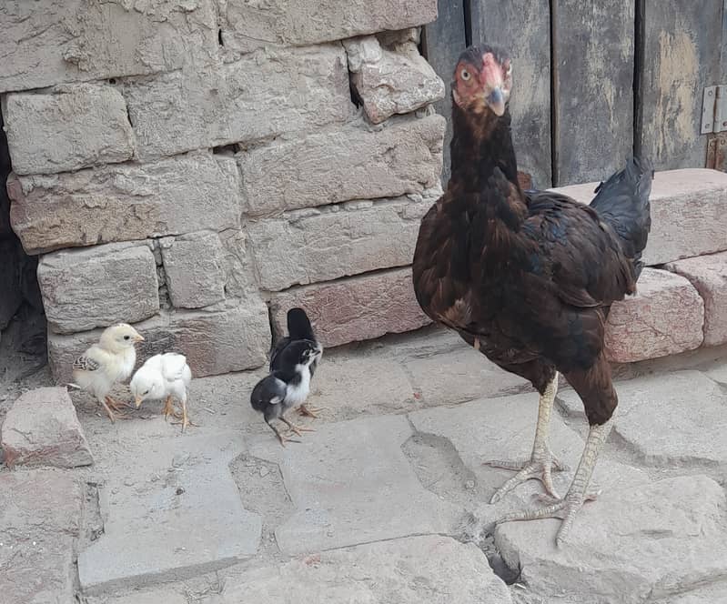 High Quality Black Hen with Four Chiks 6