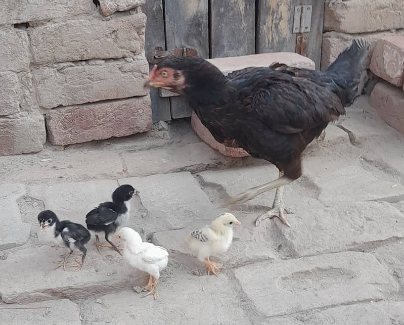 High Quality Black Hen with Four Chiks 7