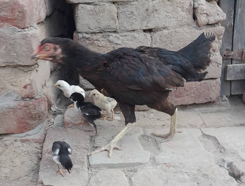 High Quality Black Hen with Four Chiks 8