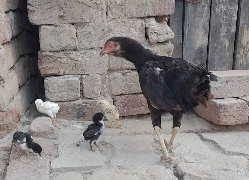 High Quality Black Hen with Four Chiks 9