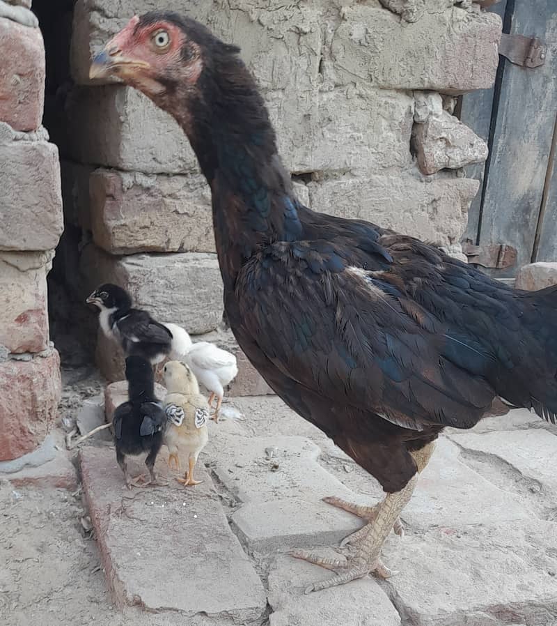 High Quality Black Hen with Four Chiks 10