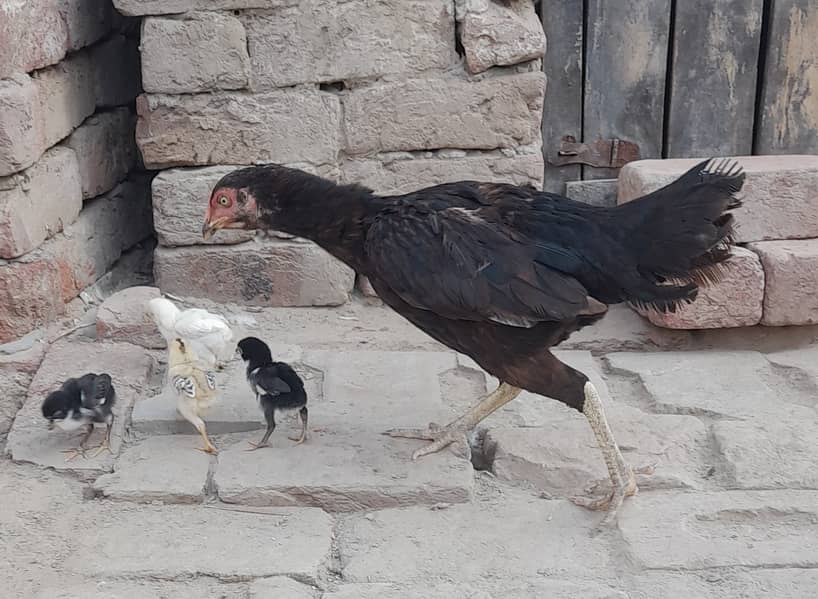 High Quality Black Hen with Four Chiks 11