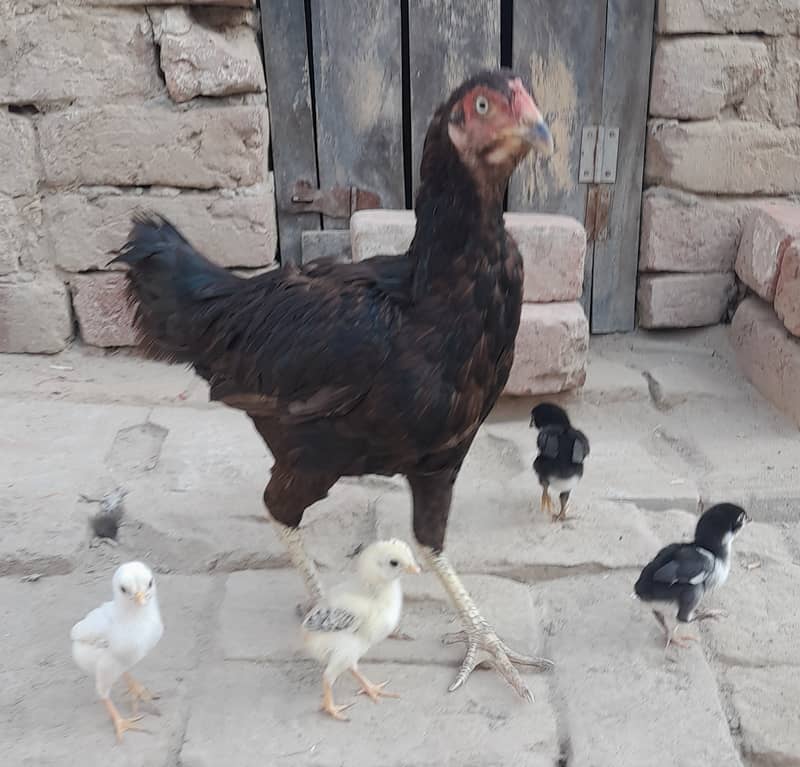 High Quality Black Hen with Four Chiks 12