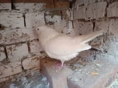 king Pigeon Male other Female with Two Eggs