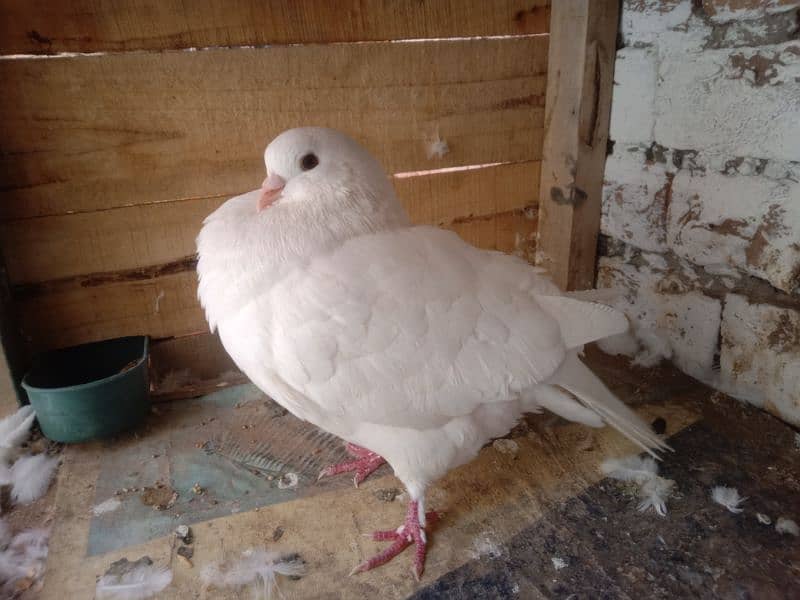 king Pigeon Male And American Funtail Male 3