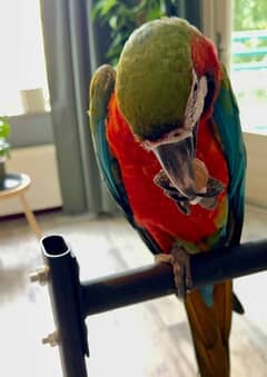 macaw