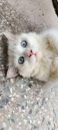 male and female Persian cat along with their two kittens