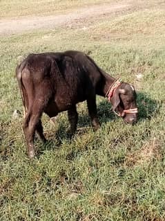 katty buffalo male mardan swabi road