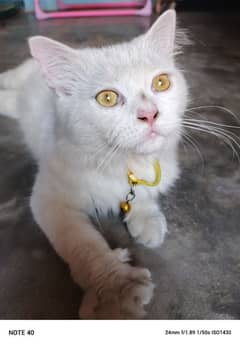 Persian cat white colore golden eyes for sale