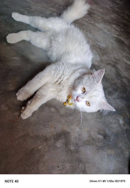 Persian cat white colore golden eyes for sale 2