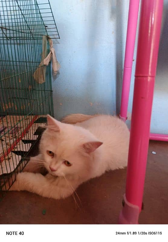 Persian cat white colore golden eyes for sale 3