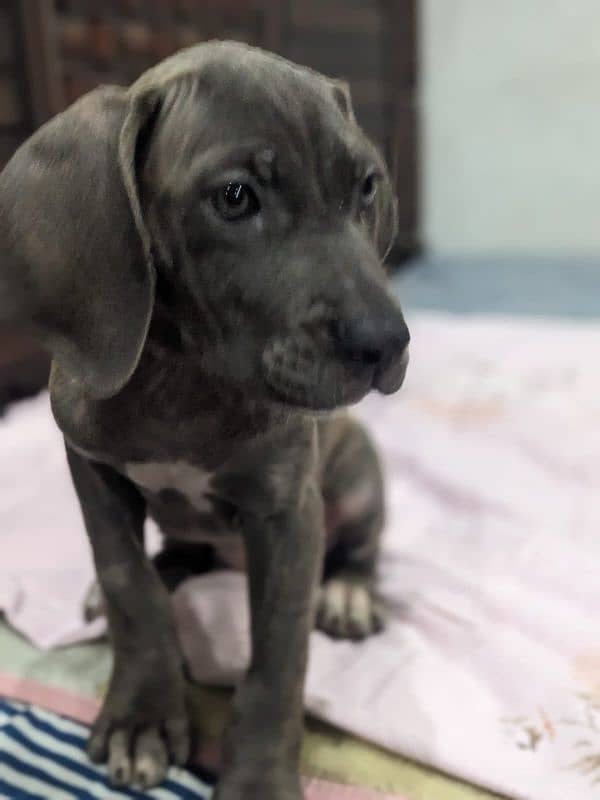 Cane corso male / female puppies available for sale 1