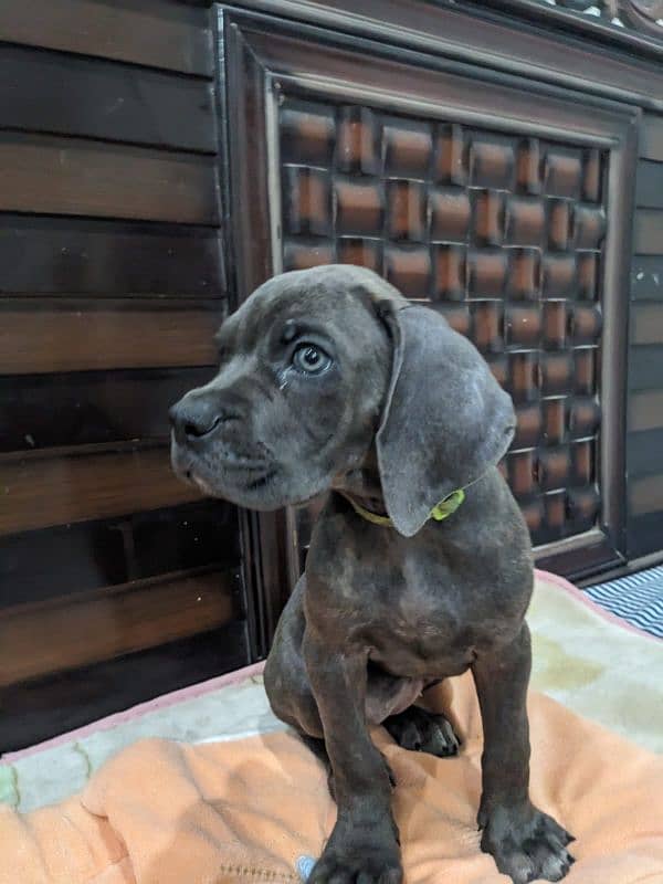 Cane corso male / female puppies available for sale 2