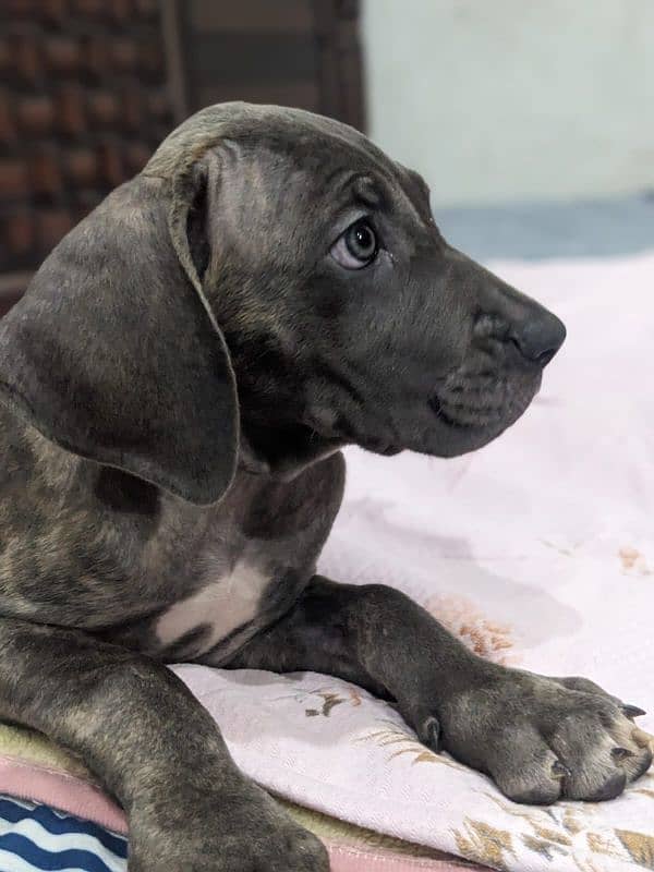 Cane corso male / female puppies available for sale 3