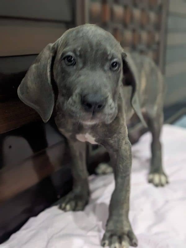 Cane corso male / female puppies available for sale 4