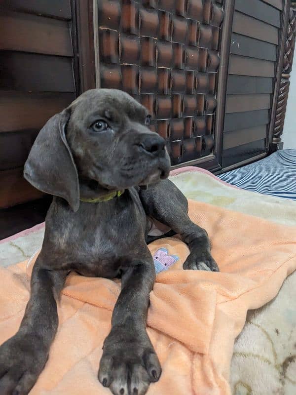 Cane corso male / female puppies available for sale 5