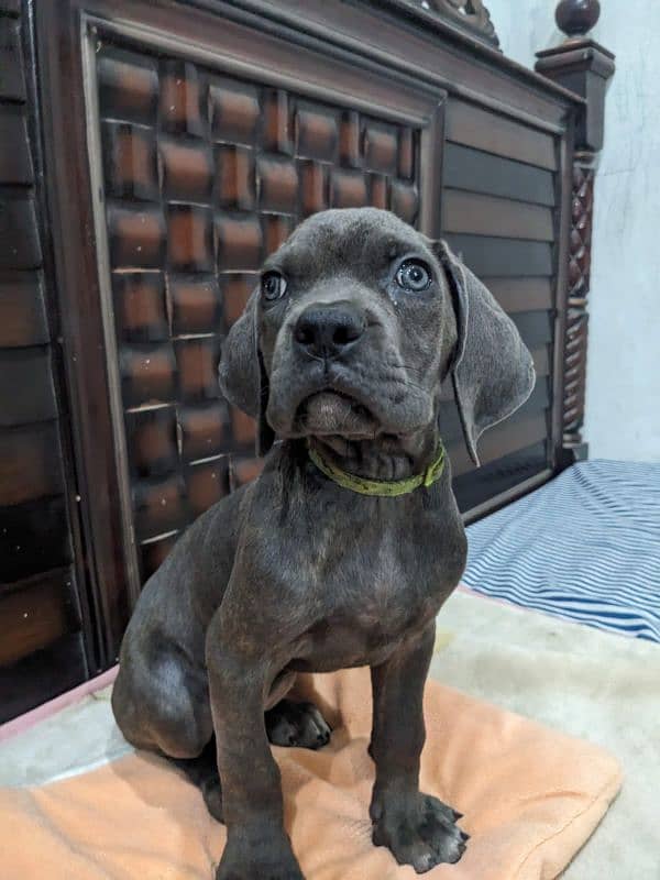 Cane corso male / female puppies available for sale 6