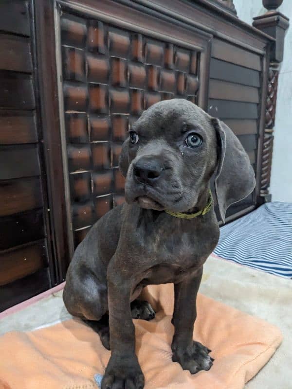 Cane corso male / female puppies available for sale 7